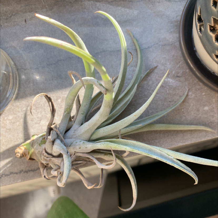 Medusa Head Air Plant with a mix of healthy green and dried brownish leaves on a flat surface.