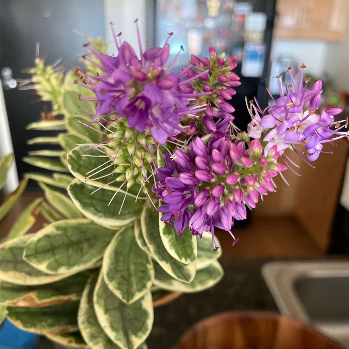 Photo of the plant species New Zealand Hebe by @Morri named Rainier on Greg, the plant care app