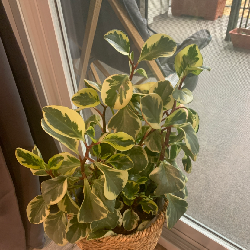 Baby Rubber Plant plant photo by Haley named Big baby on Greg, the plant care app.