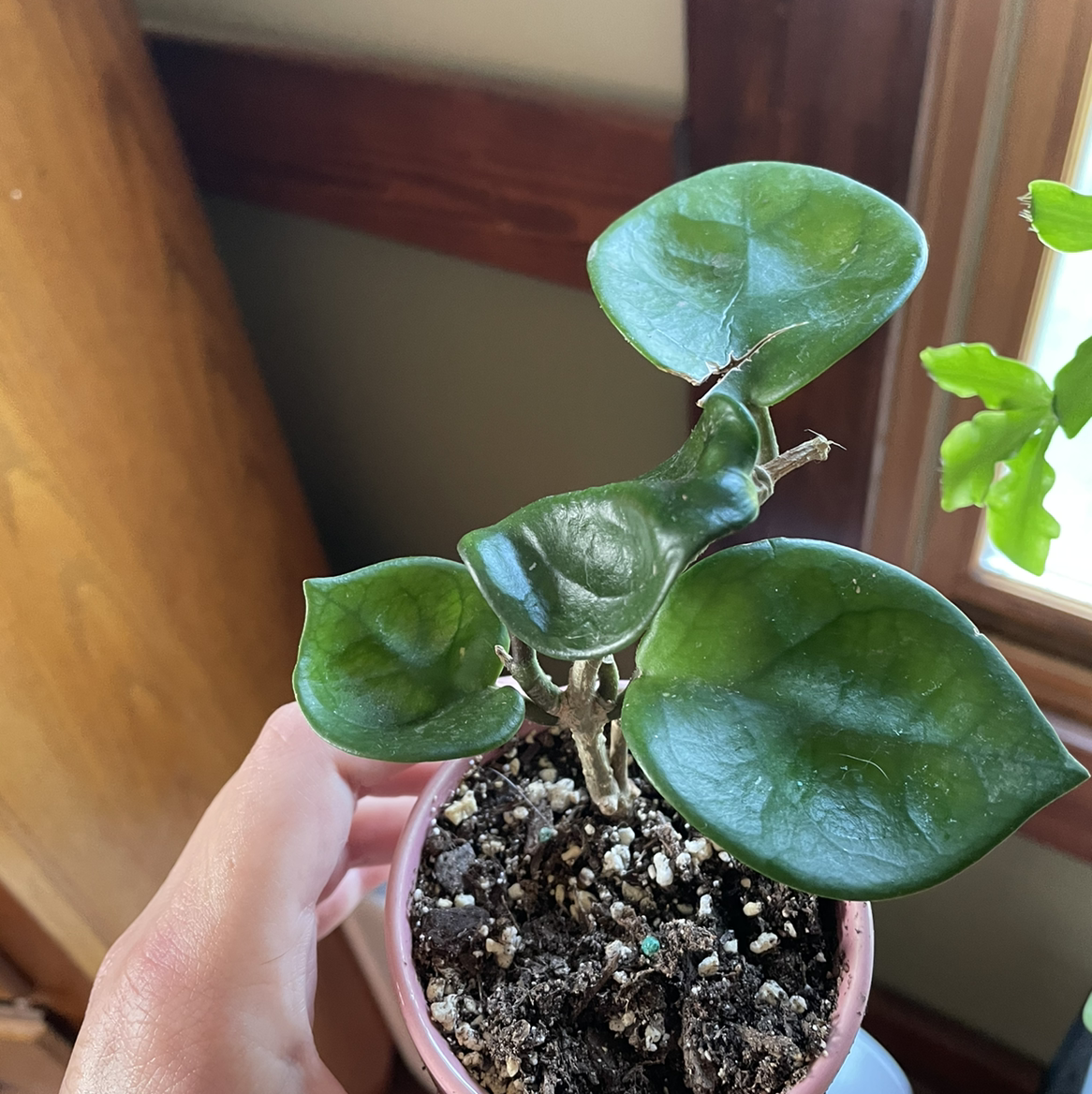 Chelsea Hoya plant with thick, glossy leaves in a small pot with visible soil.