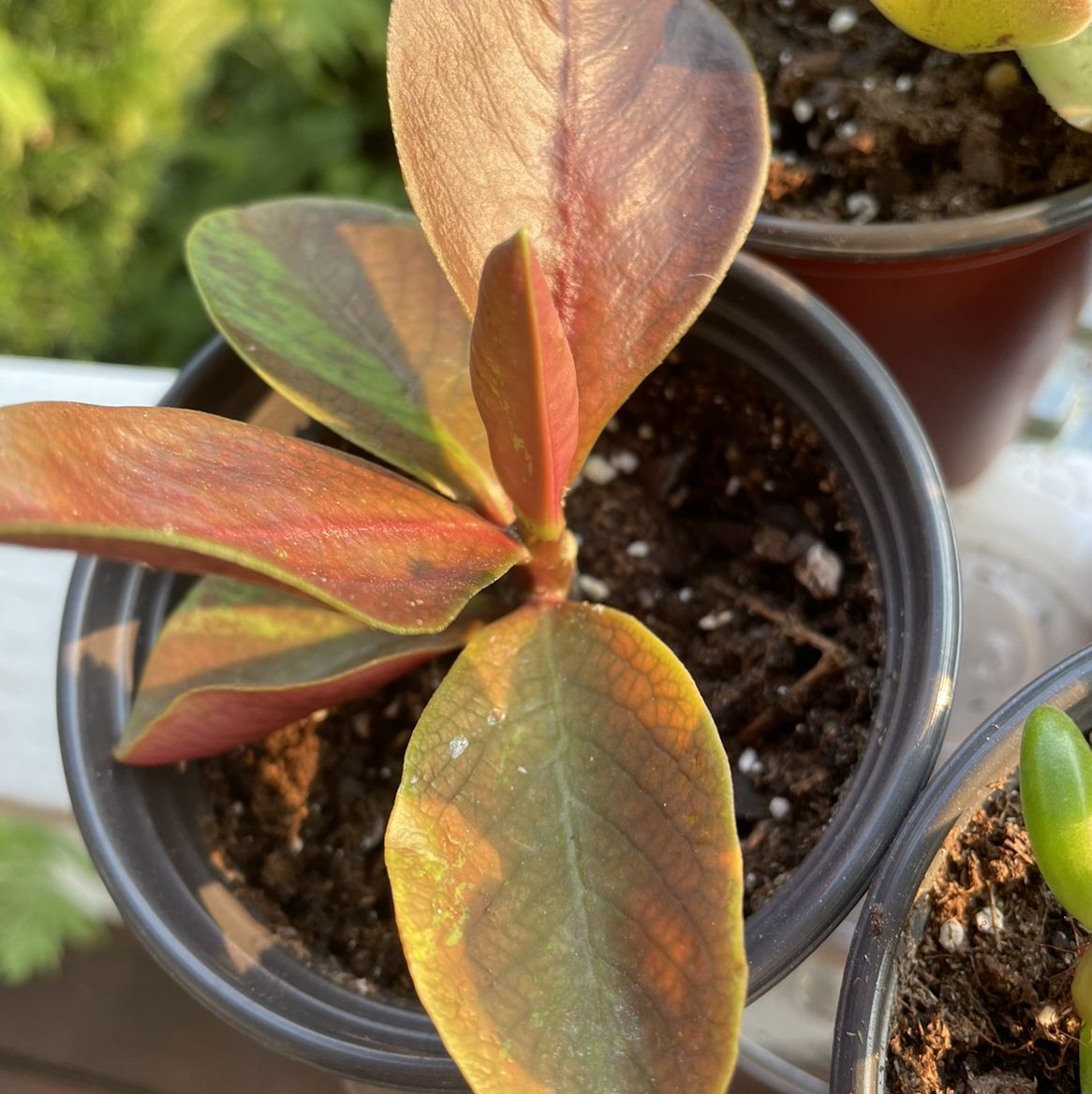 Potted Euphorbia bicompacta plant with reddish-green leaves showing some discoloration.