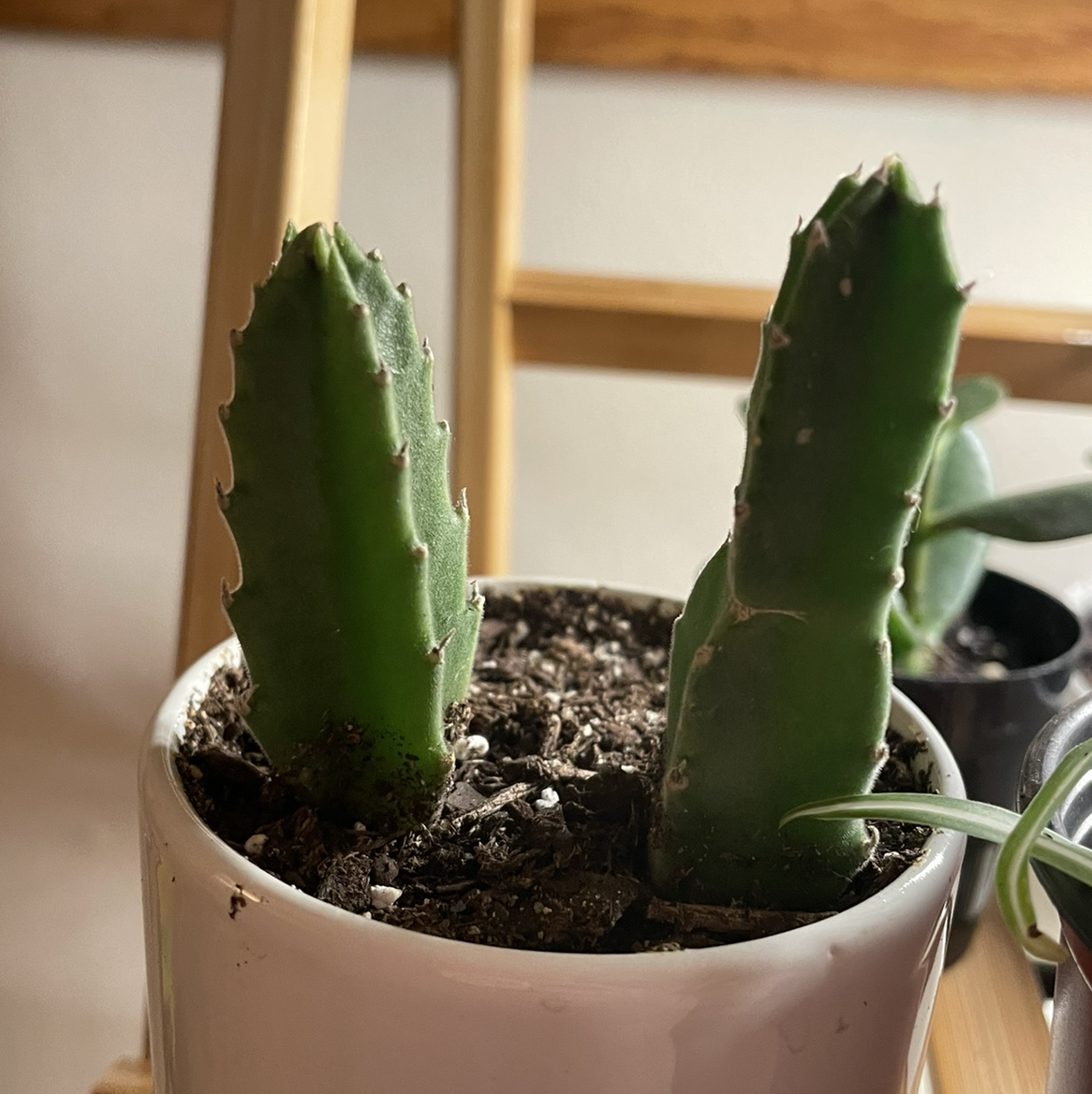 Photo of the plant species Carrion flower by @Evilchick named Your plant on Greg, the plant care app
