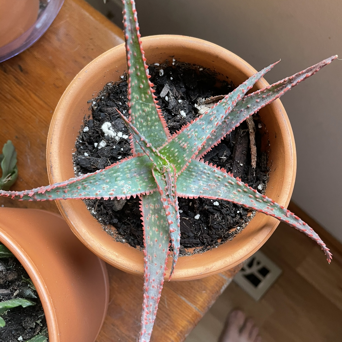 Photo of the plant species Aloe 'Christmas Carol' by @Evilchick named Your plant on Greg, the plant care app