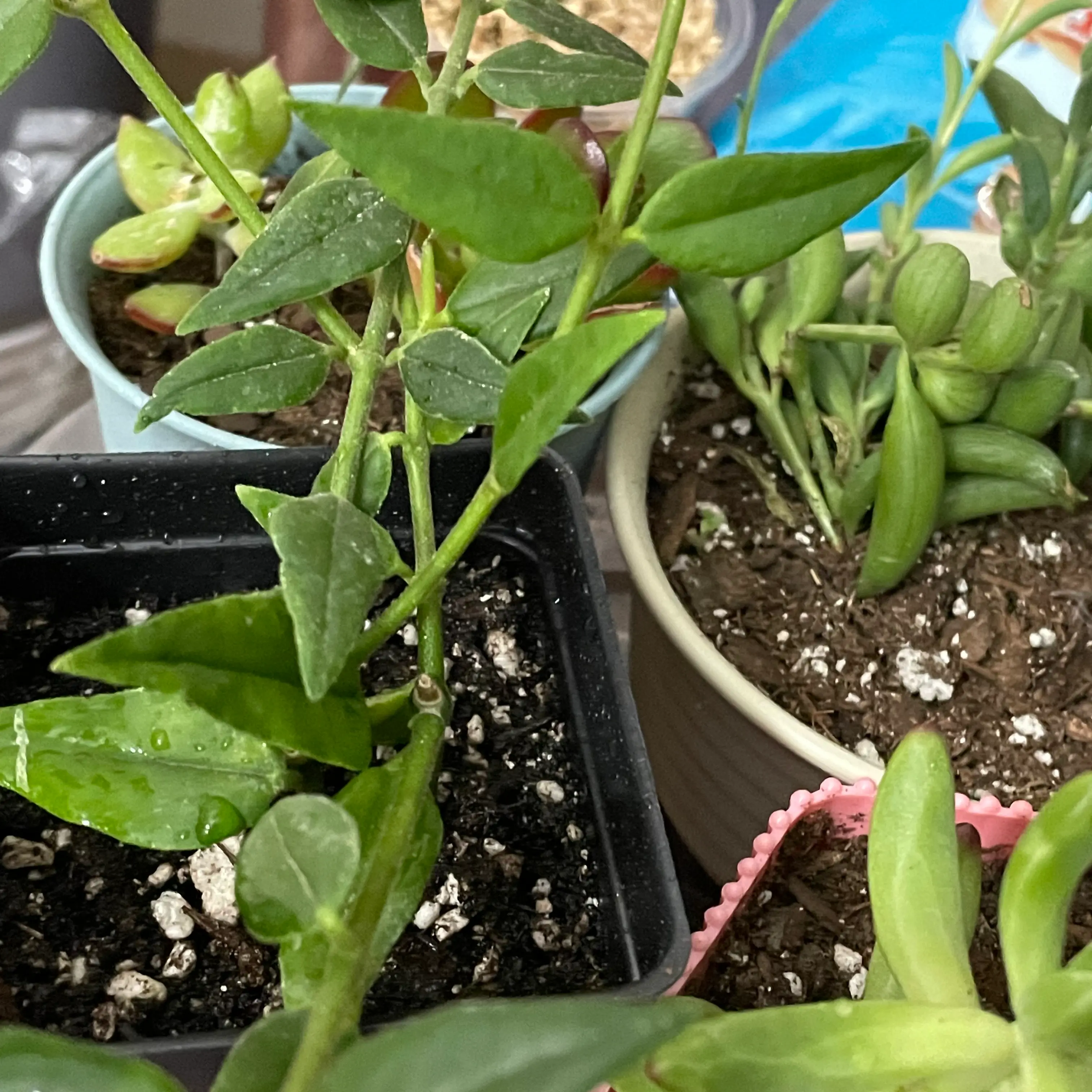 Image of a healthy Hoya Bella plant in a pot with visible soil and other plants in the background.