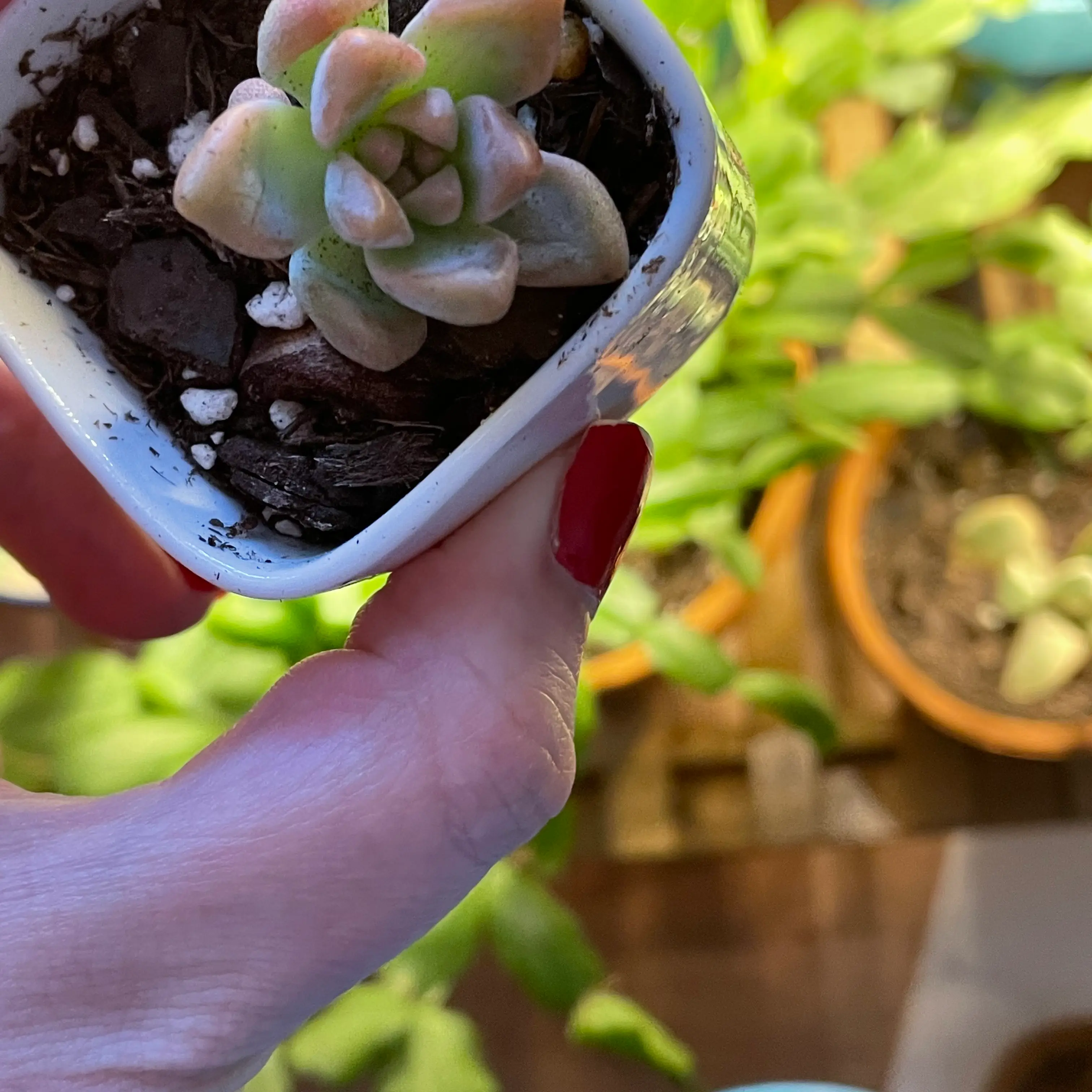 Graptosedum 'Alpenglow' succulent in a white pot, held by a hand with red nail polish.