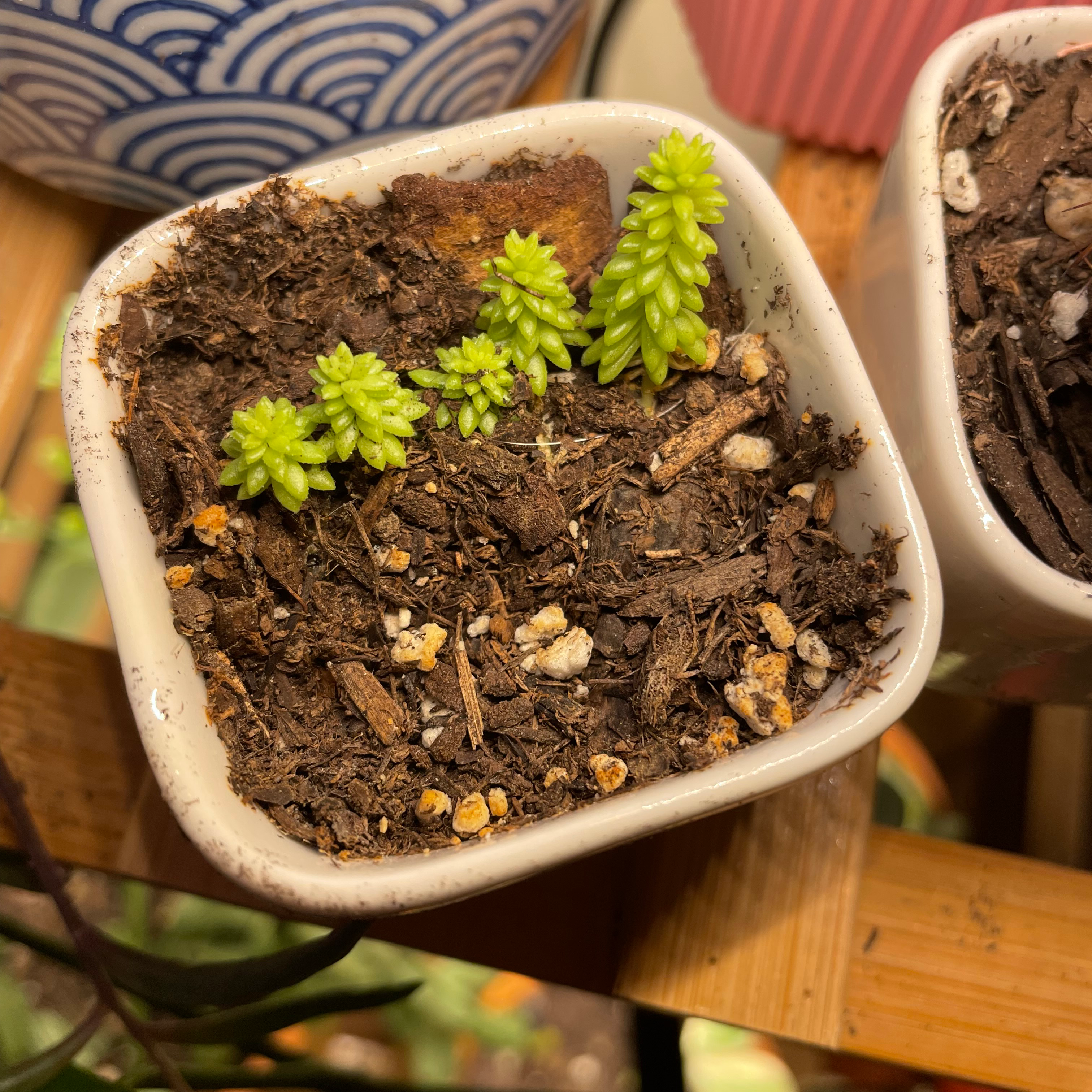 Small potted Annual Stonecrop with green shoots emerging from dry soil.
