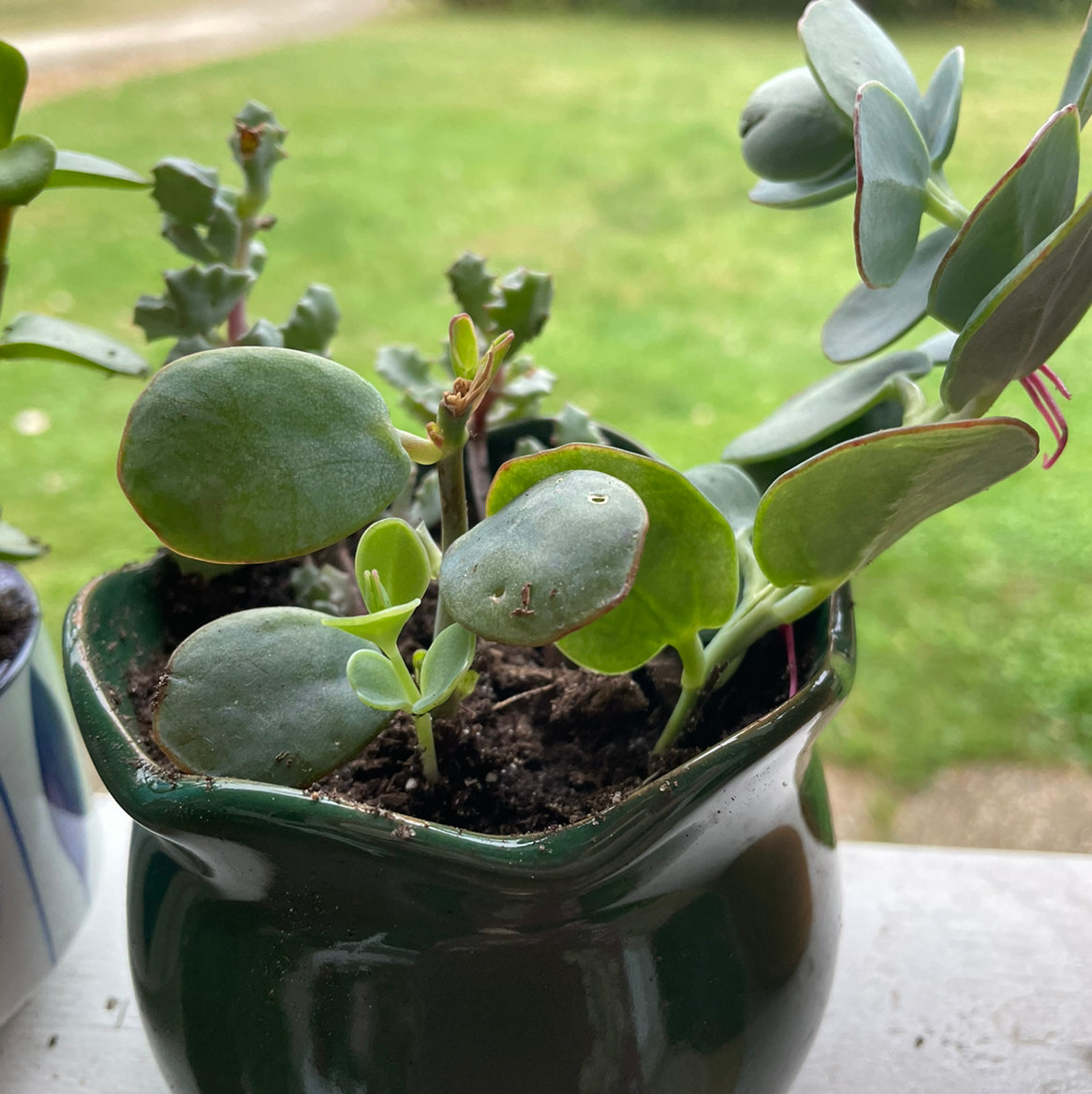 Why Are My Marnier's Kalanchoe Leaves Droopy? 💧