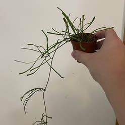 Grass-leaved Hoya plant