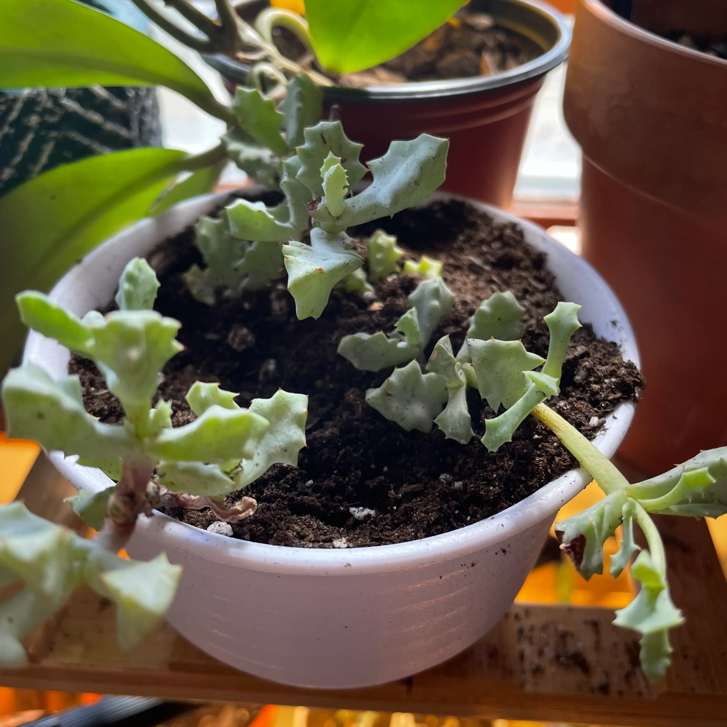 Deltoid-Leaved Dew Plant in a white pot with visible soil and some yellowing and browning leaves.