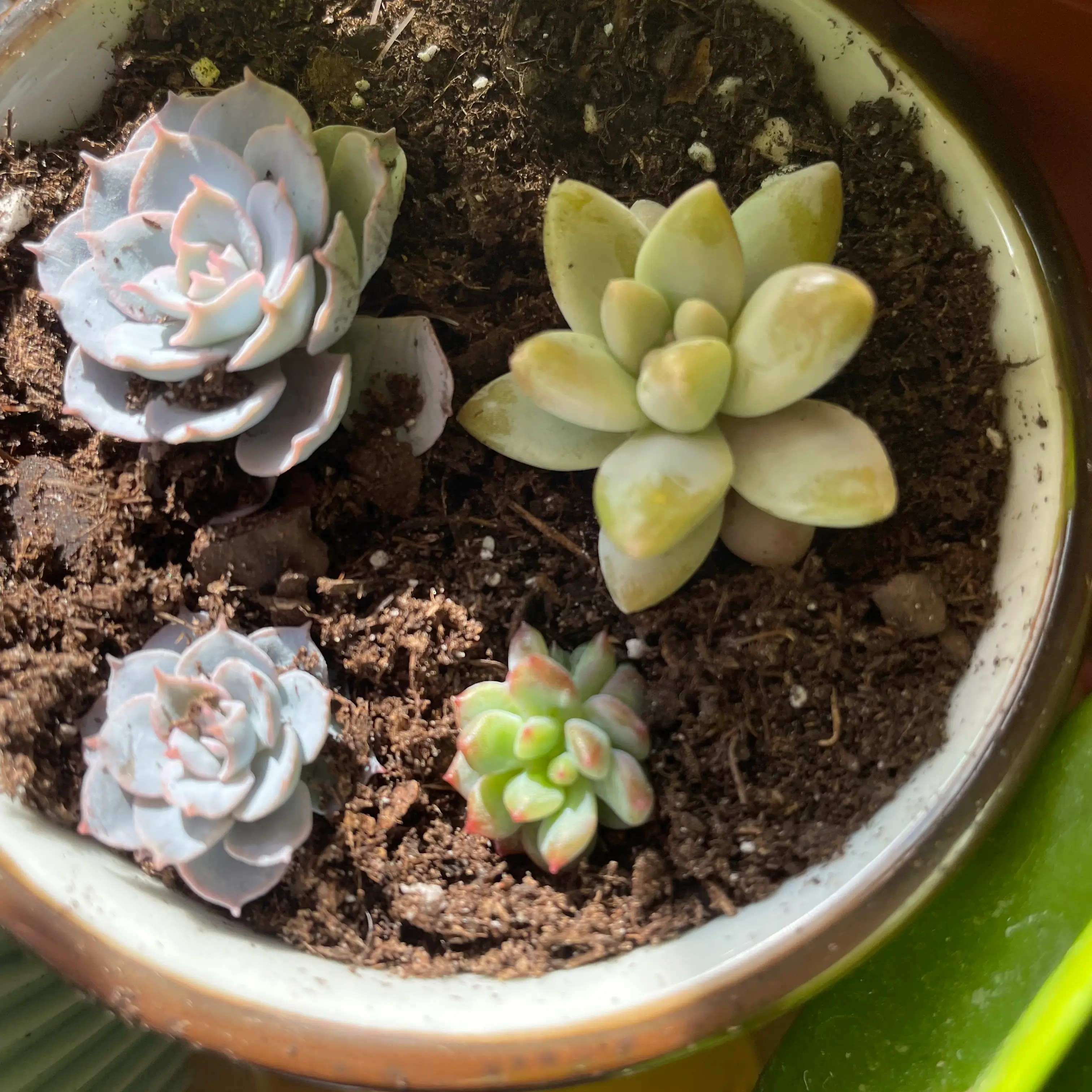 Potted Graptosedum 'Francesco Baldi' with visible yellowing leaves and soil.