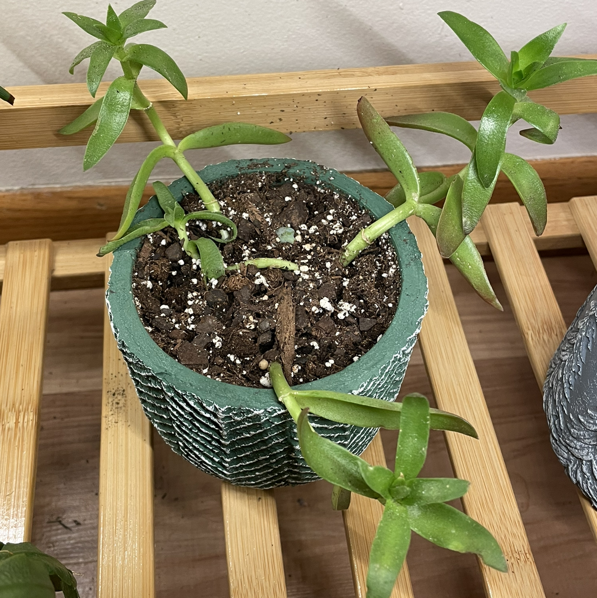 Crassula capitella 'Campfire' plant in a pot with some browning leaves.