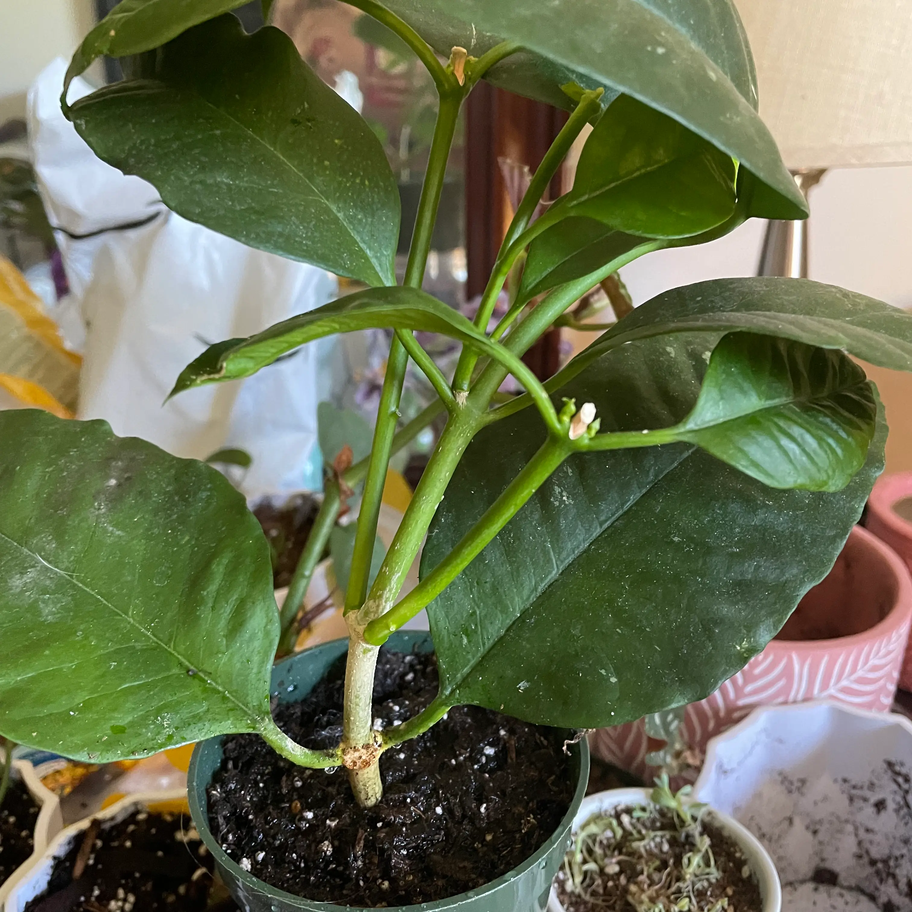 A healthy Shooting Stars Wax Plant in a pot with visible soil and dark green leaves.