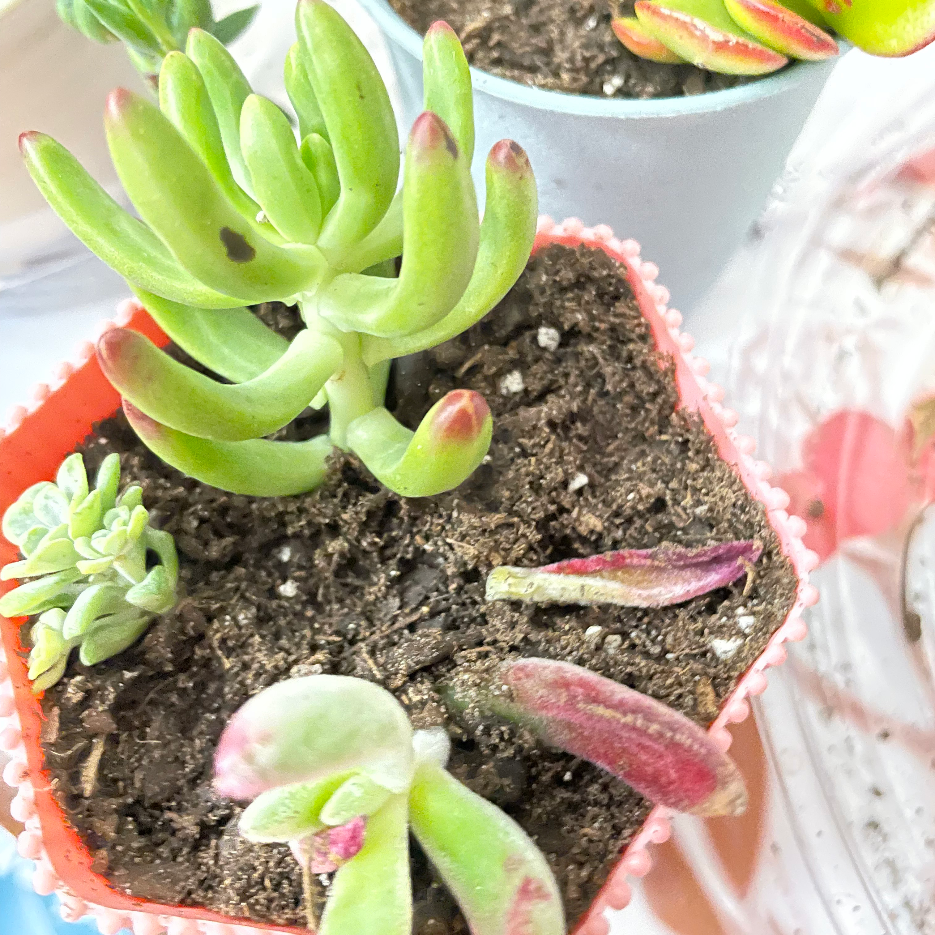 Plush Plant in a pot with visible soil and some leaf discoloration.