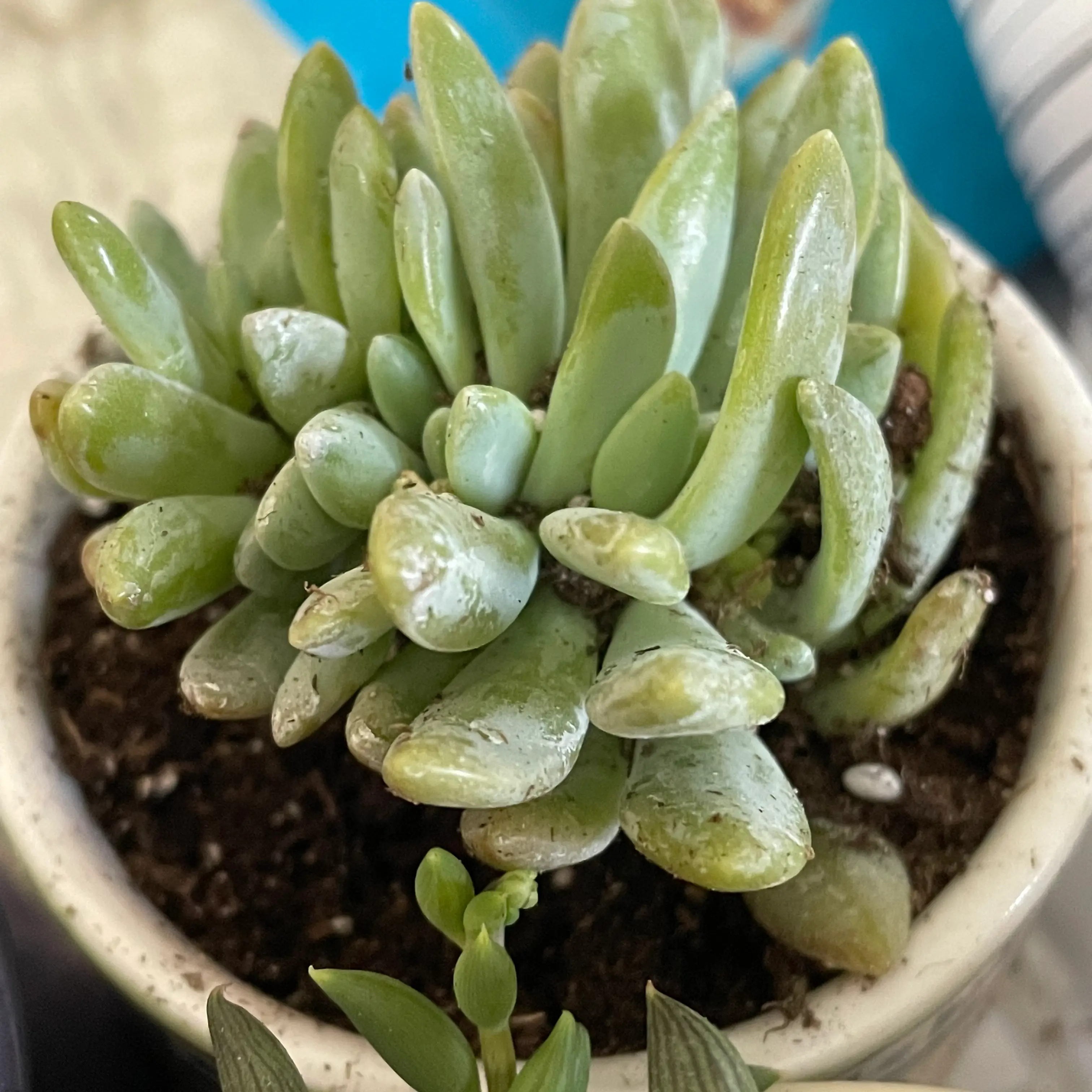 Photo of the plant species Crested Cermeria Expatriata by @Evilchick named Your plant on Greg, the plant care app