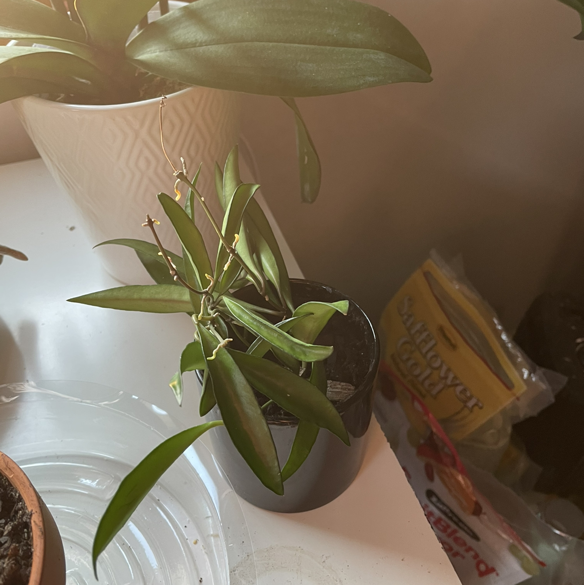 Photo of the plant species Wayetii by @Evilchick named Your plant on Greg, the plant care app