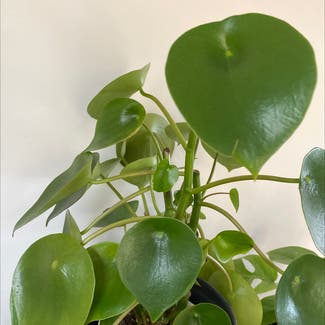 Raindrop Peperomia plant in Somewhere on Earth
