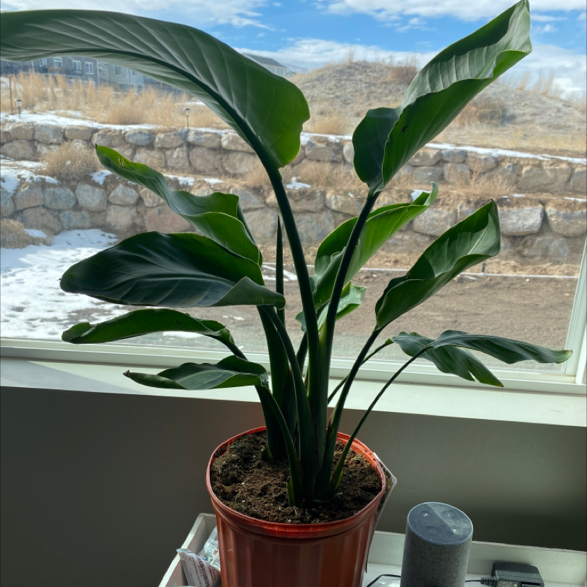White Bird of Paradise plant photo by @Daniwinss named Birdie on Greg, the plant care app.