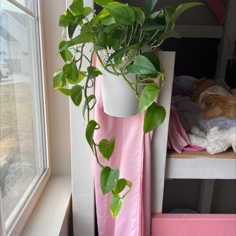 Jade Pothos plant photo by @Daniwinss named Rapunzel on Greg, the plant care app.