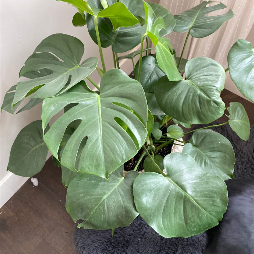 Monstera plant photo by @Daniwinss named Monstera on Greg, the plant care app.