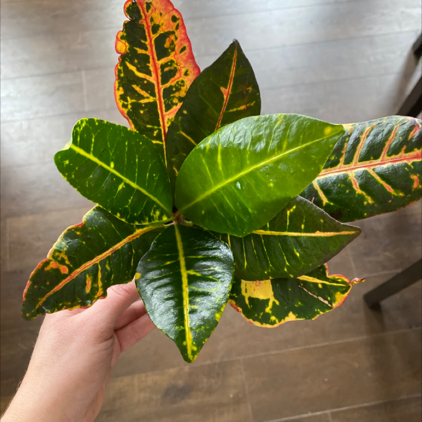 Photo of the plant species Croton 'Petra' by @Daniwinss named Petra on Greg, the plant care app