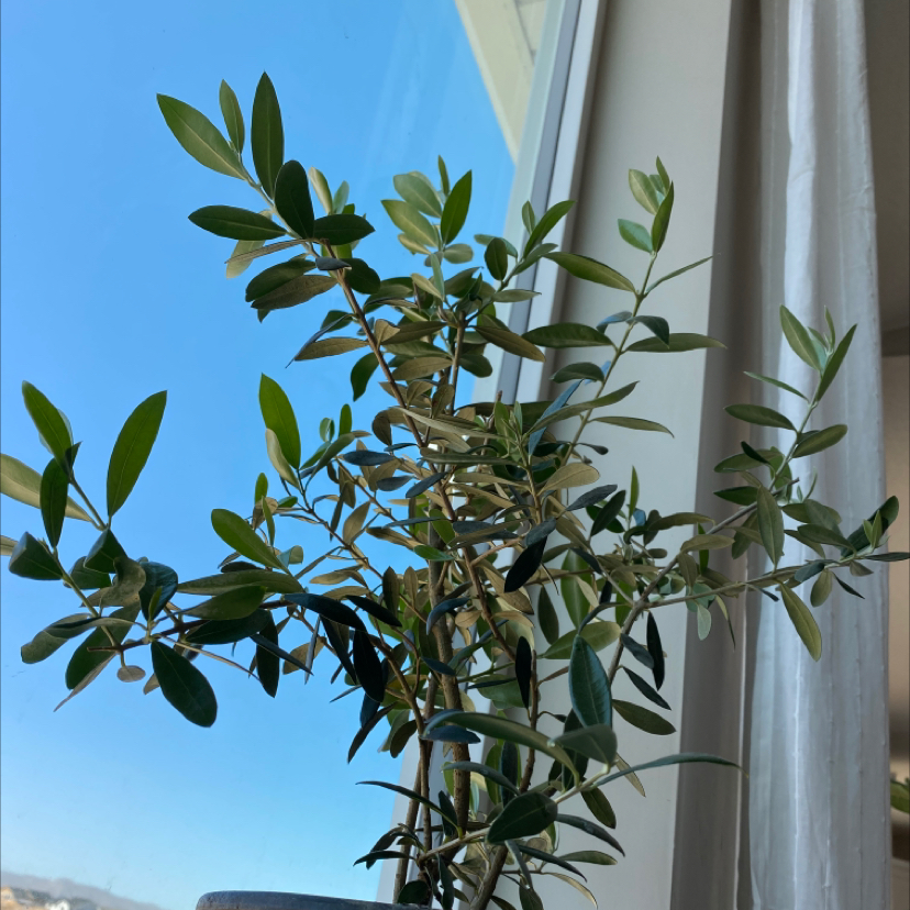 Photo of the plant species Olive Tree by @Daniwinss named Olivia on Greg, the plant care app