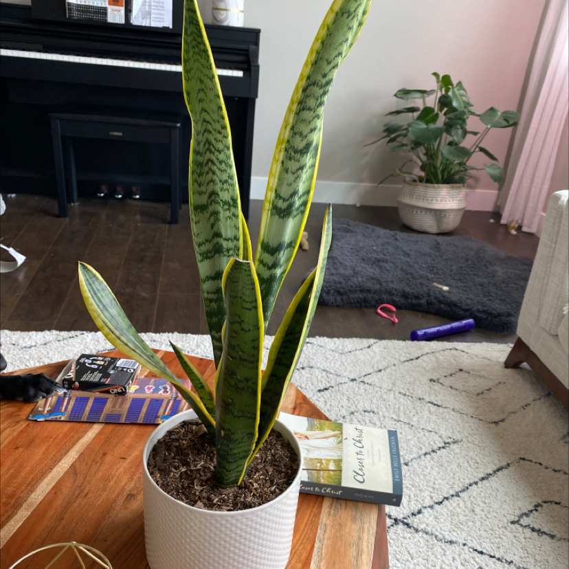 Snake Plant plant photo by @Daniwinss named Severus on Greg, the plant care app.