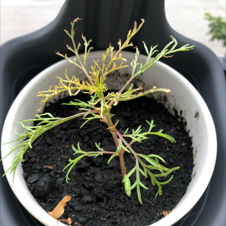 Young Garden Cosmos plant in a pot with visible soil and some yellowing leaves.