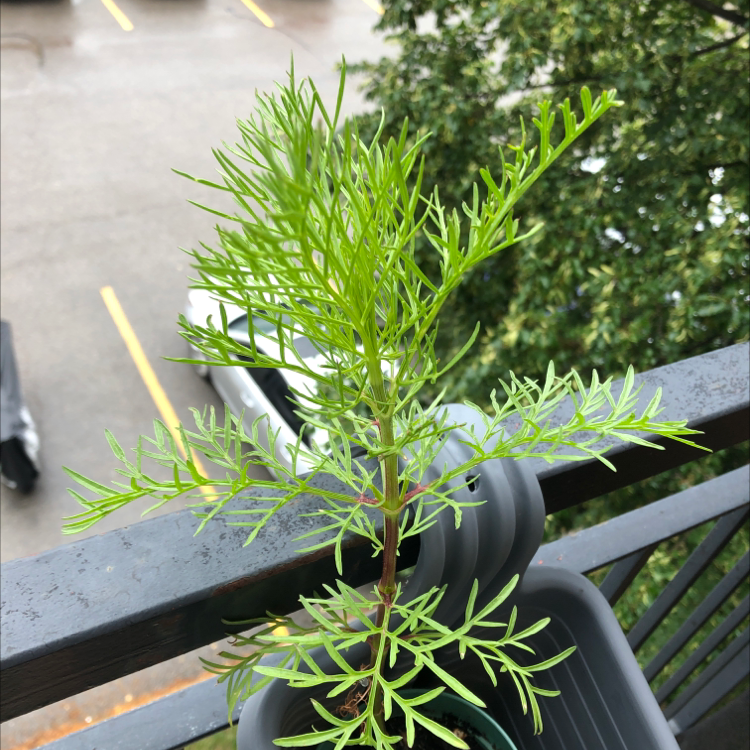 Black Spots on My Garden Cosmos Leaves