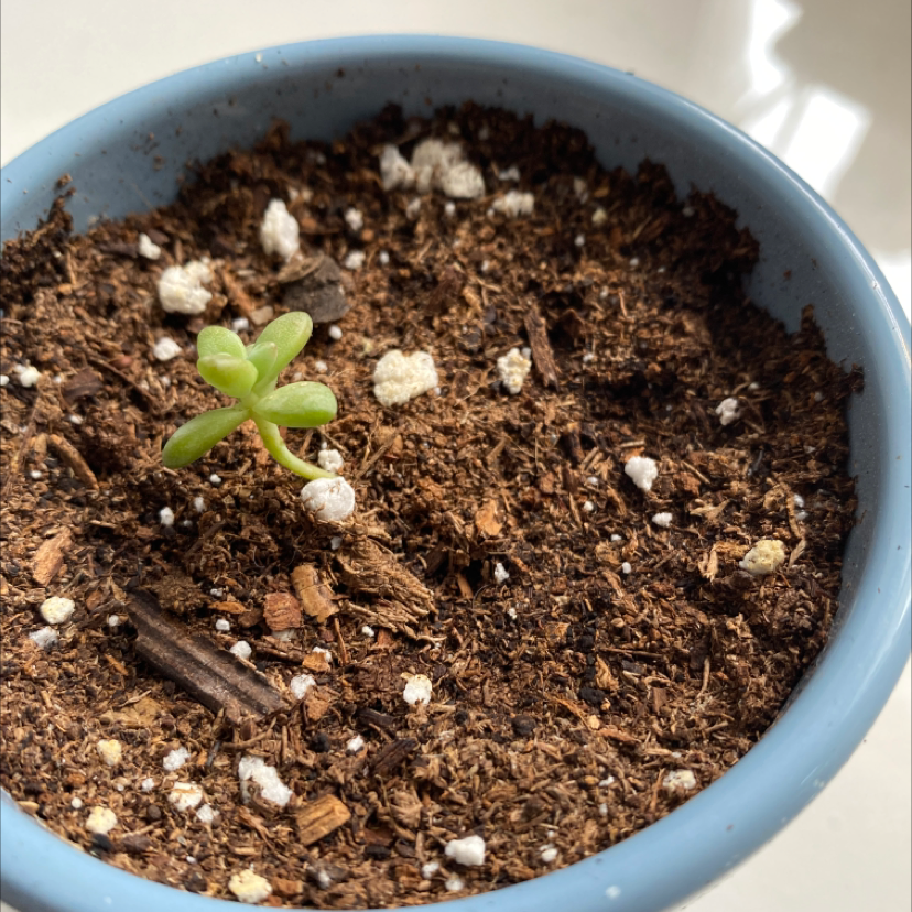 Young Blue Echeveria plant in a blue pot with visible soil.