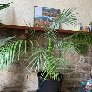 Areca Palm plant in Rhayader, Wales