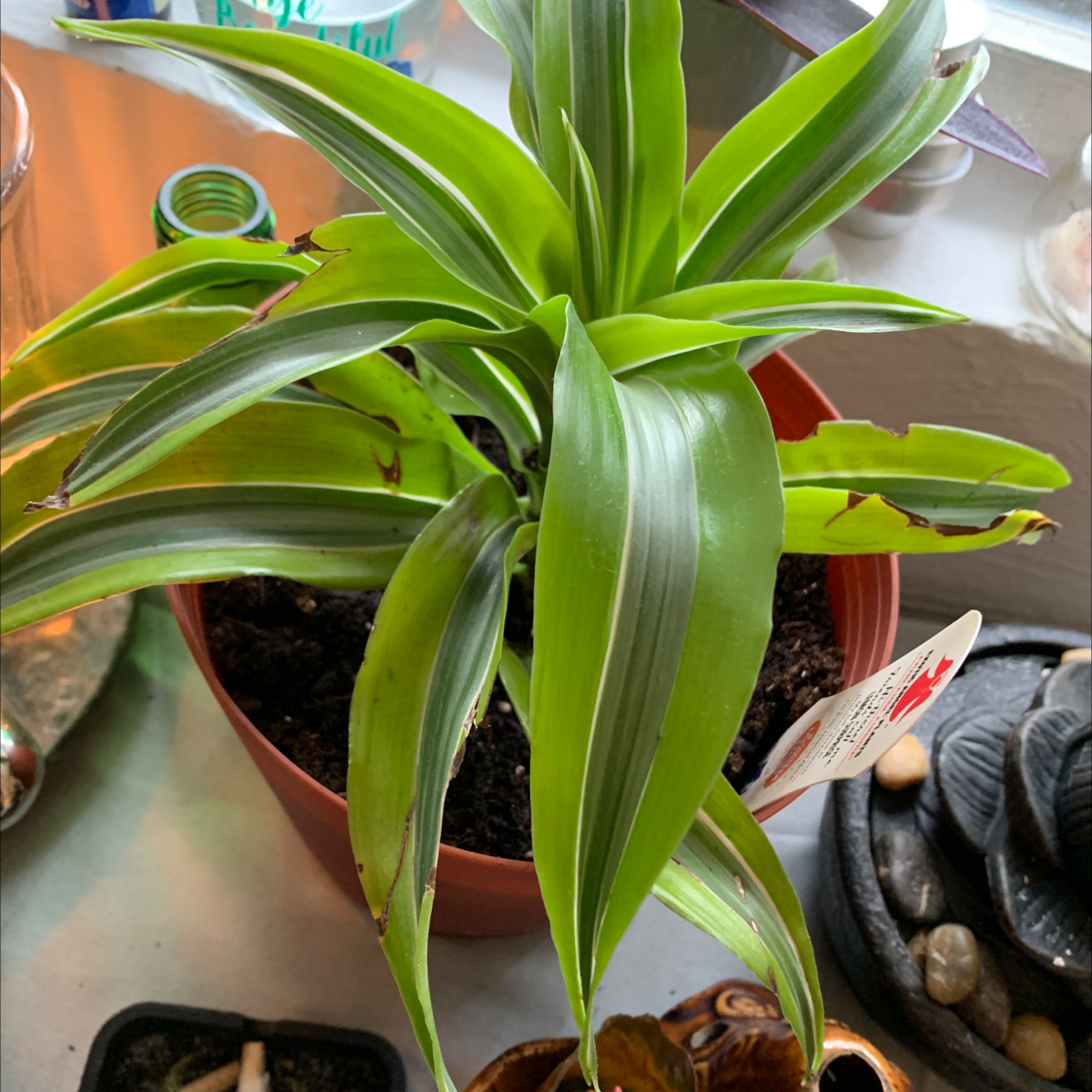 Lemon Surprise Snake Plant in a pot with minor browning on leaf edges.