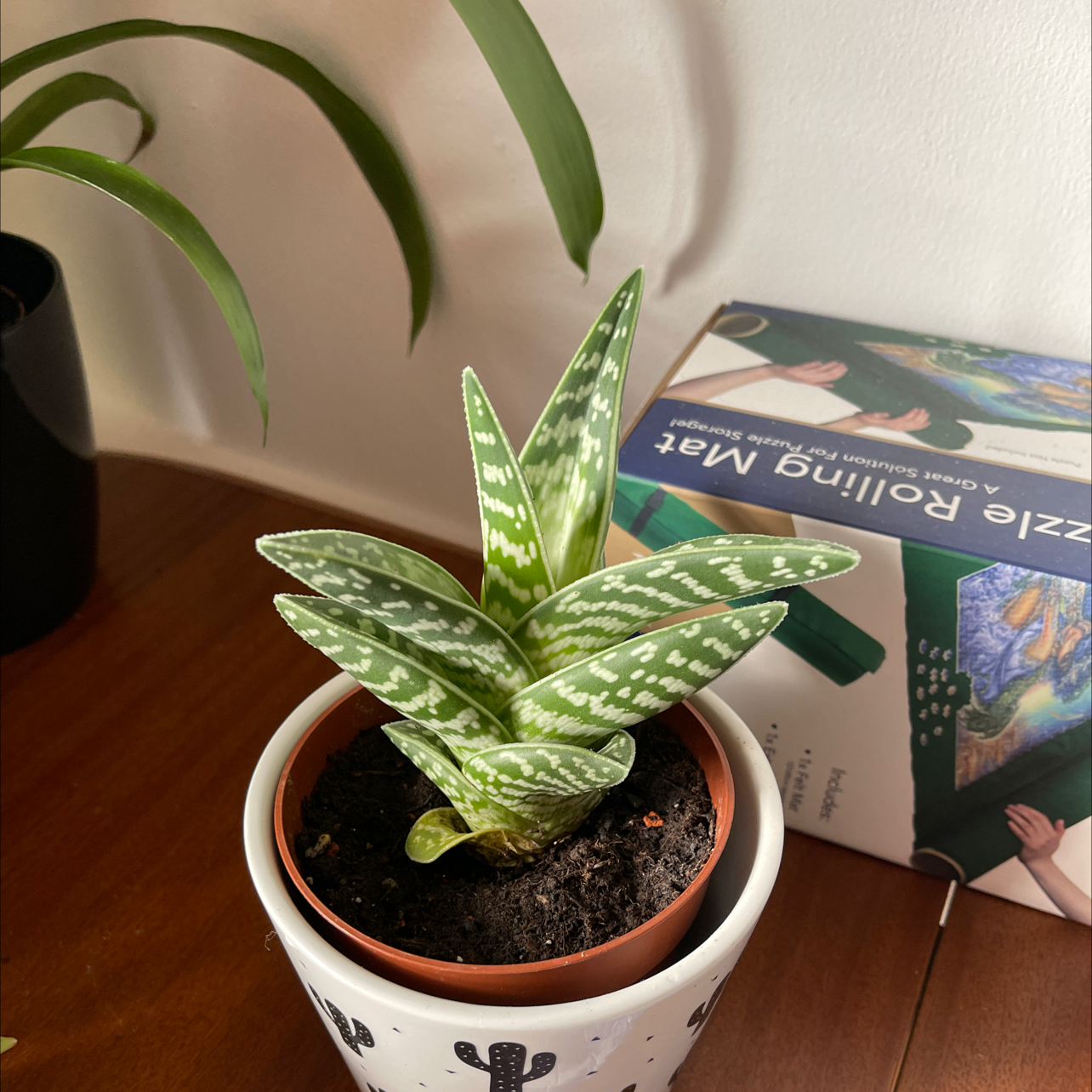 Photo of the plant species Tiger Aloe by Charlotte named Grumio on Greg, the plant care app