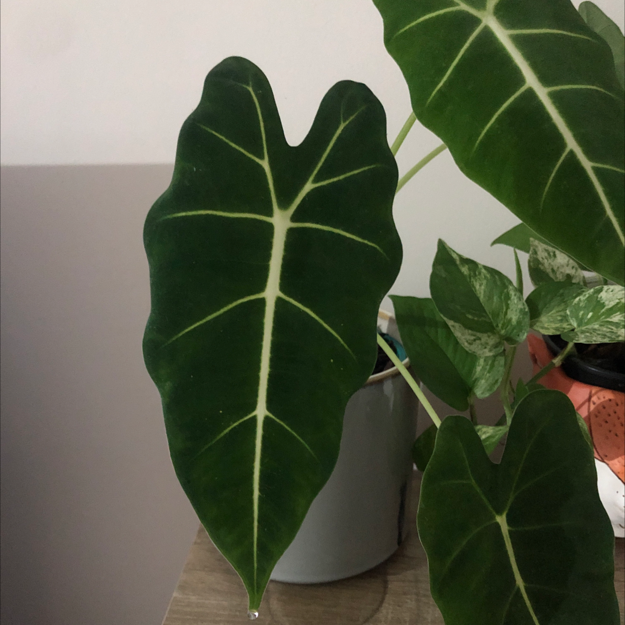 Green Velvet Alocasia plant photo by @Firefly213 named Fuzzy green boy on Greg, the plant care app.