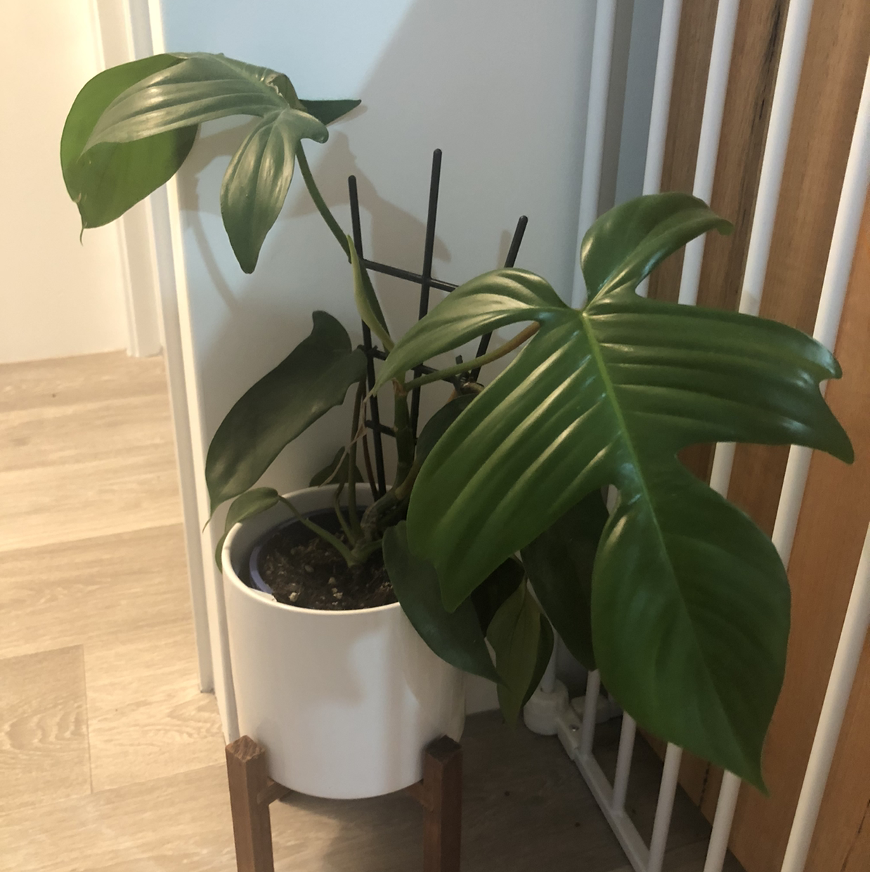 Philodendron 'Florida' plant in a white pot with a wooden stand, showing healthy green leaves.