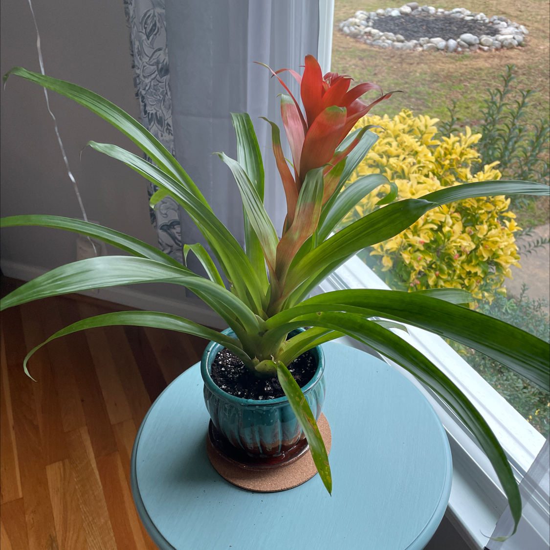 Blushing Bromeliad in a pot on a table near a window, with vibrant green leaves and a red flower.