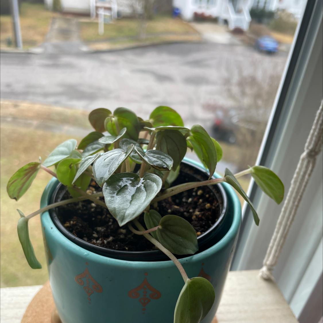 Silver Frost Peperomia plant in a pot on a windowsill, appearing healthy.
