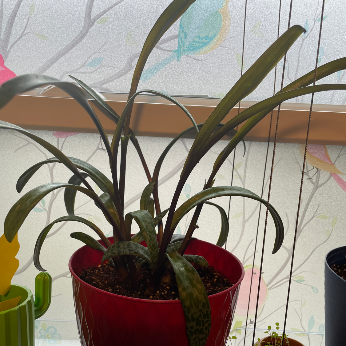 Silver Squill plant in a red pot near a window with a decorative background.