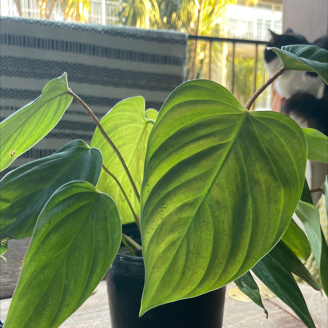 Black Gold Philodendron with large, healthy green leaves in a pot.