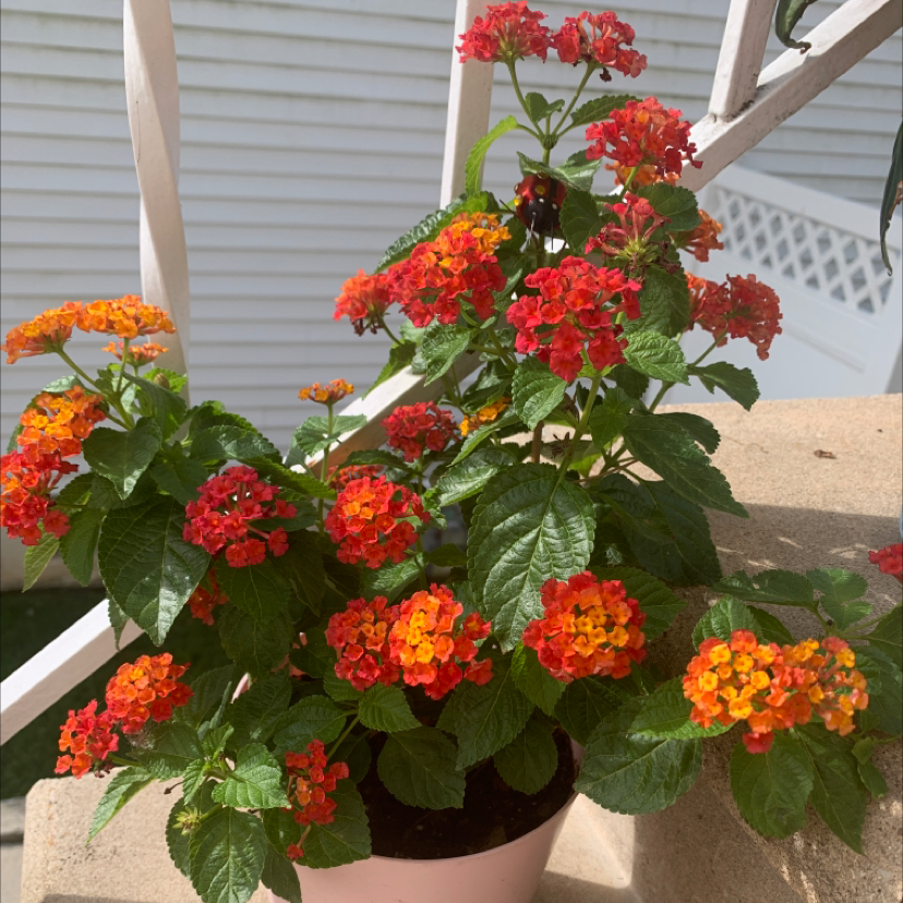 Lantana plant with vibrant red and orange flowers in a pot on a stairway.