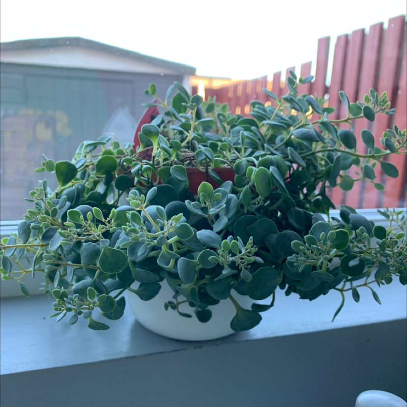 Photo of the plant species coca cola by Alex named Gates on Greg, the plant care app