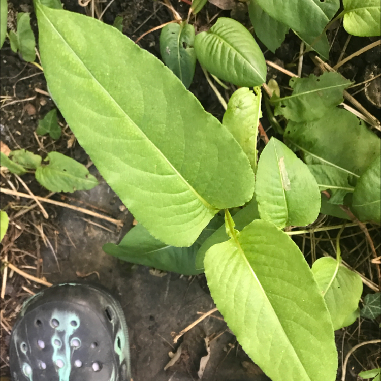 Photo of the plant species Mountain Fleece by Emily named Your plant on Greg, the plant care app