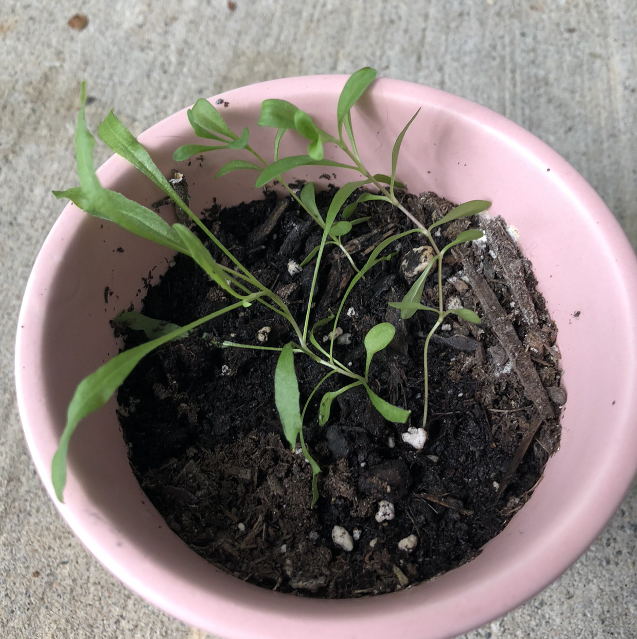 Healthy young Sweet Alyssum plant in a pink plastic pot filled with dark moist soil.
