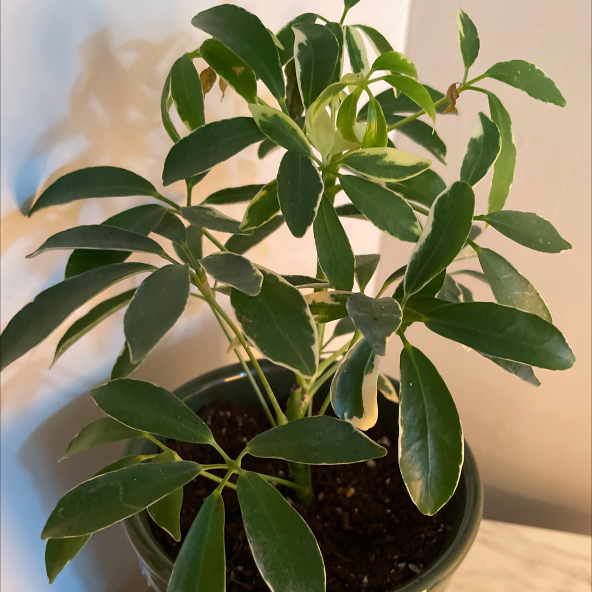 Variegated Dwarf Umbrella Tree in a pot with healthy green leaves and visible soil.