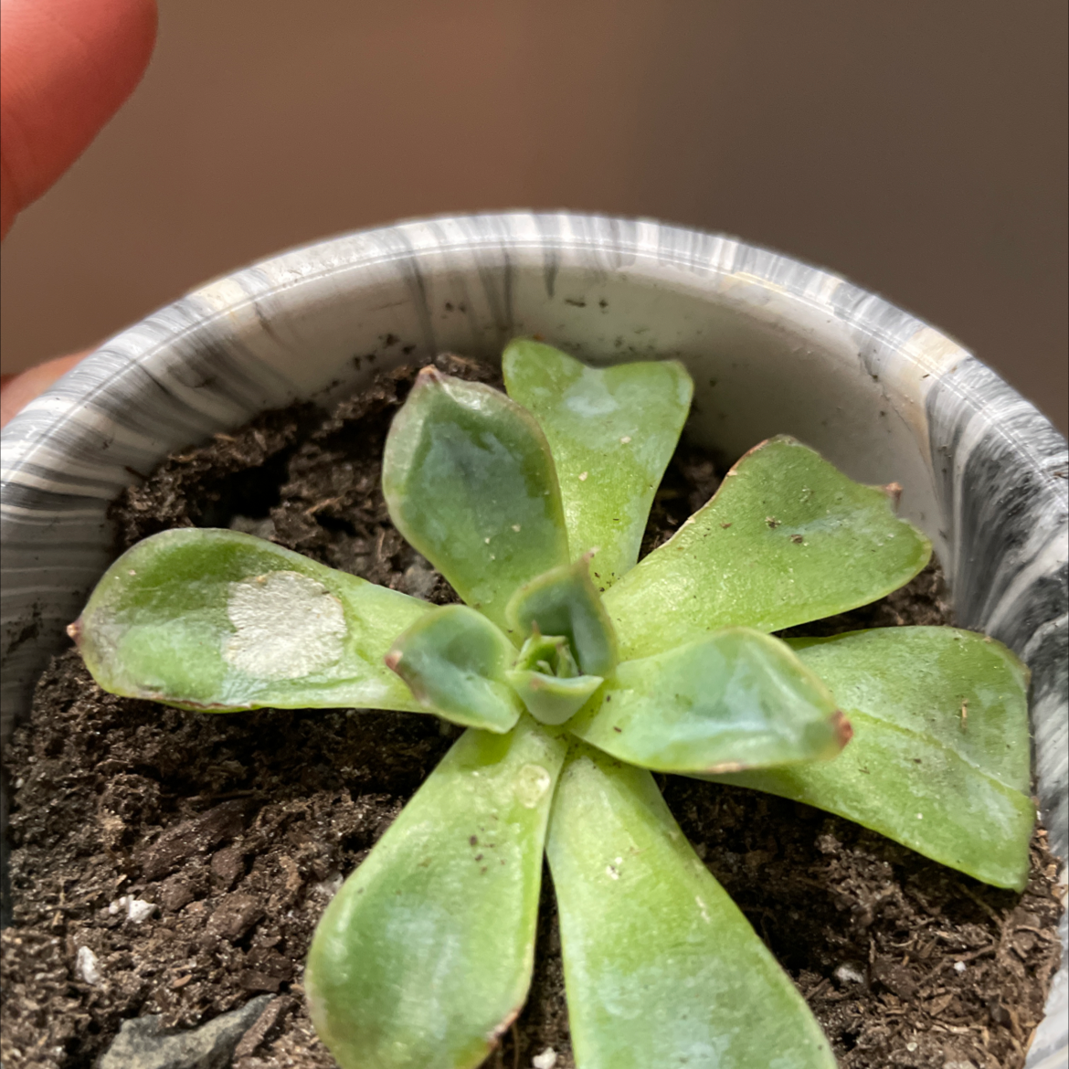 Blue Echeveria plant in a pot with some leaf damage and visible soil.