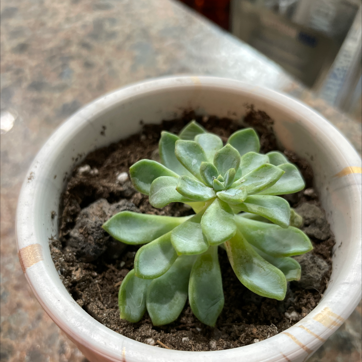 Blue Echeveria plant in a small pot with visible soil, healthy green leaves.
