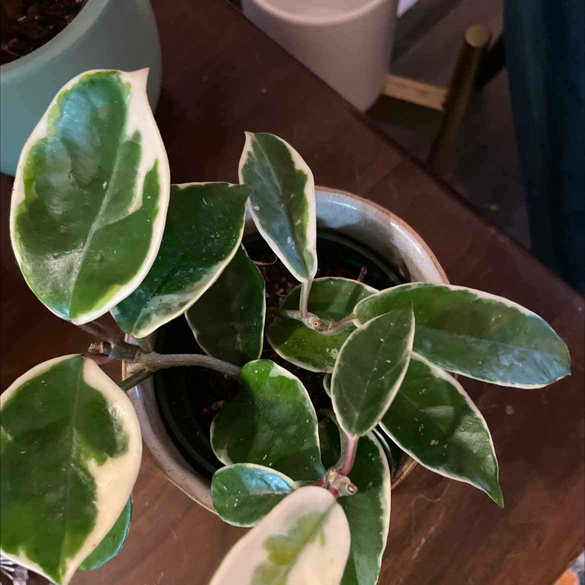 Hoya Carnosa Tricolor plant with variegated leaves in a pot, appearing healthy.