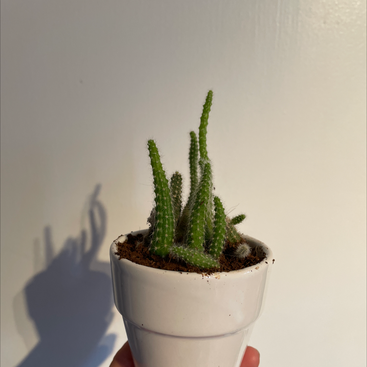 Monkey Tail Cactus in a white pot, healthy with no visible discoloration.