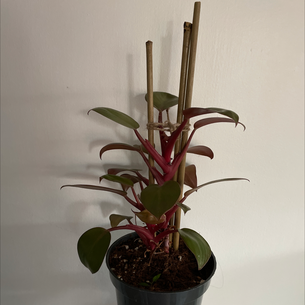 Philodendron 'Imperial Red' plant in a black pot with visible soil and vibrant red stems.
