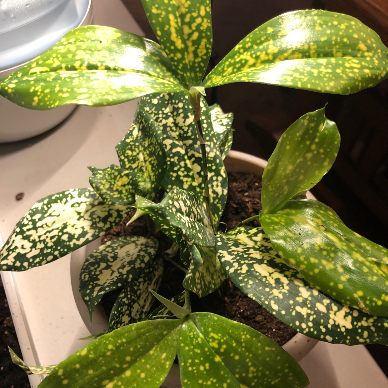 Gold Dust Dracaena plant photo by @caristhorsen named phoebs on Greg, the plant care app.
