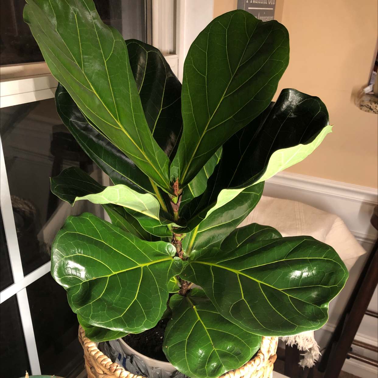 Fiddle Leaf Fig plant photo by @caristhorsen named oliver on Greg, the plant care app.
